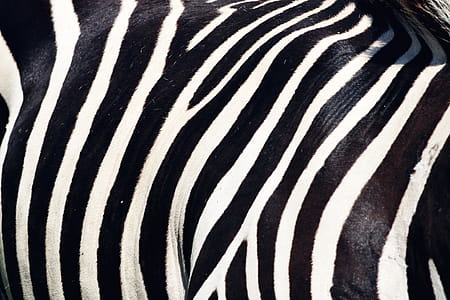 Zebra Stripes thumbnail