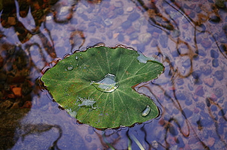 taro leaf floating on clear water thumbnail