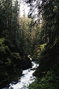 river in the middle of forest thumbnail