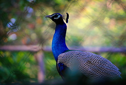 bird, pattern, animal, zoo thumbnail