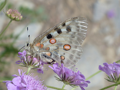 beige and black spotted butterfly perched on purple flower macro photography thumbnail