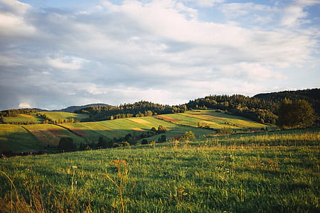 green grass field during daytime thumbnail