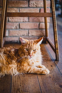 Adult Maine Coon On Floor thumbnail
