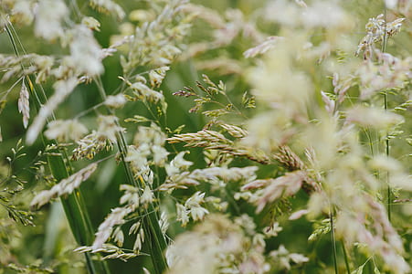 closed up photo of white petaled flowers thumbnail