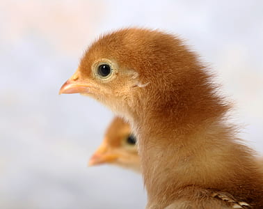 two brown chicks thumbnail