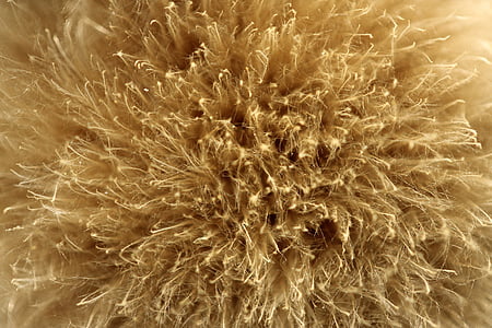 closeup photo of brown dried grass thumbnail