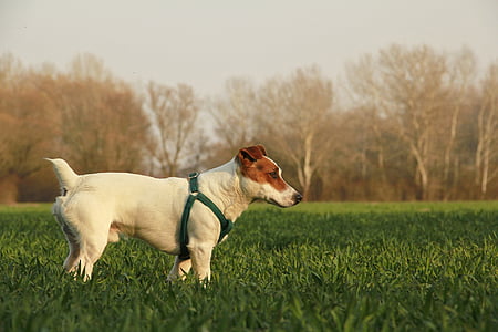 adult Jack Russell with green harness on green grass thumbnail