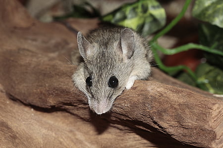 closeup photo of black and white mouse thumbnail