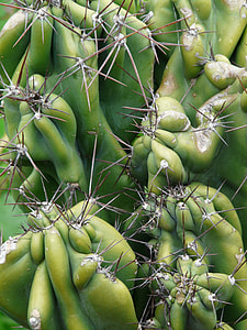 Rock Cactus thumbnail