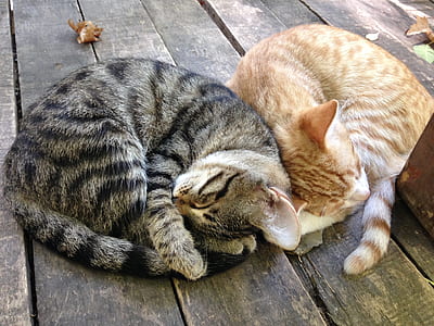 sleeping grey and orange tabby cats thumbnail