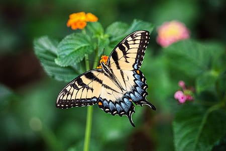 closeup photography of eastern tiger swallowtail butterfly thumbnail