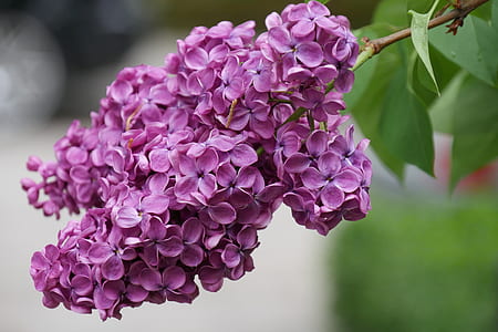 selective focus photography of purple lilac flowers thumbnail