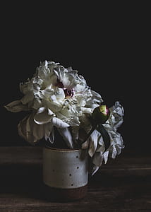 white peony flower in vase thumbnail