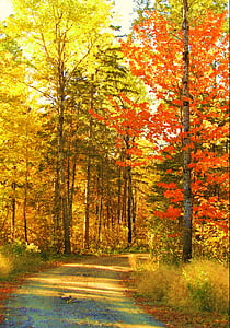 red and brown leaf trees thumbnail