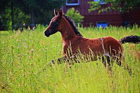 brown horse thumbnail
