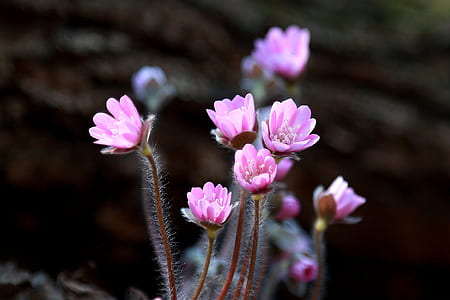 shallow focus photography od pink flowers thumbnail