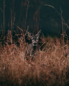 grey deer in middle of forest thumbnail