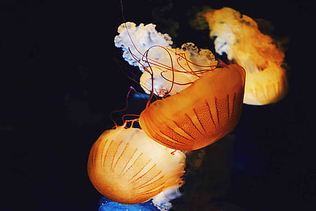 orange jellyfish underwater photography thumbnail