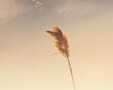 brown wheat low-angle photography thumbnail