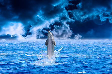 gray dolphin in blue body of water thumbnail