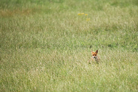brown fox on grass field thumbnail
