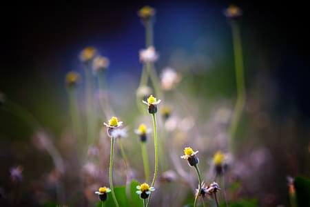 light, nature, field, flowers thumbnail