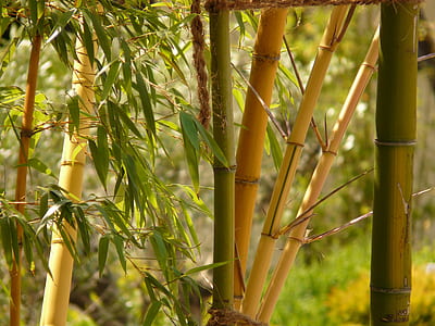 bamboo tree at daytime photo thumbnail