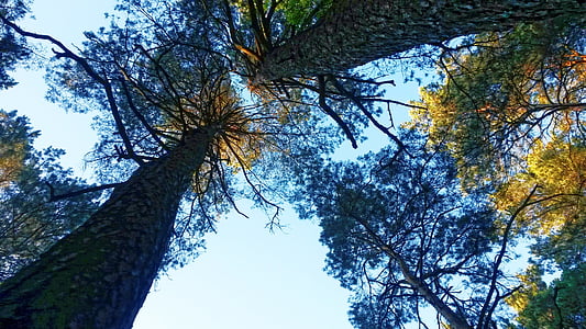 low angle photo of tall trees thumbnail