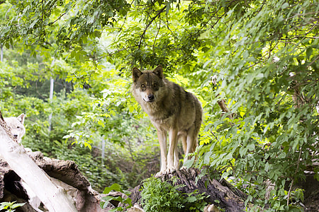 Czechoslovakian wolf dog standing on cliff thumbnail