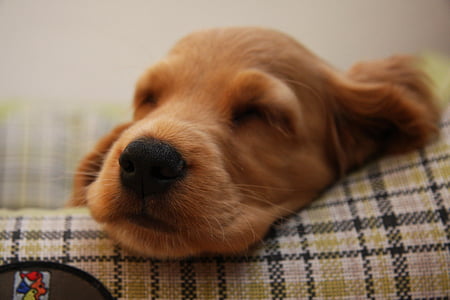 dark golden retriever puppy prone lying on textile thumbnail