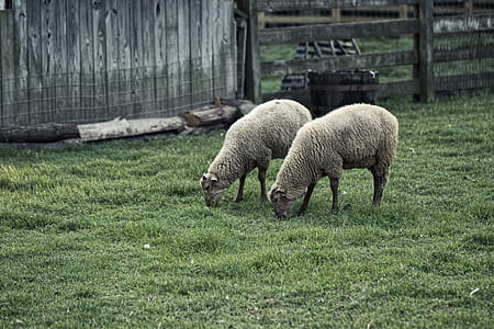 Two Brown Sheep on Grass Field Near Brown Wooden Fence thumbnail