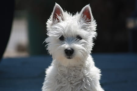 closeup photo of West Highland white terrier thumbnail