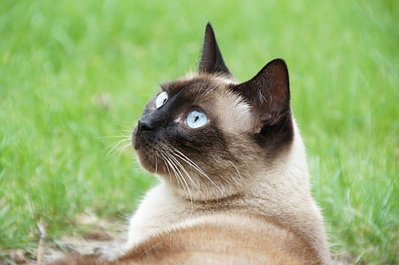 selective focus photography of Siamese cat thumbnail