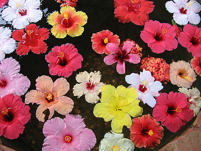 assorted-color petaled flowers on body of water thumbnail