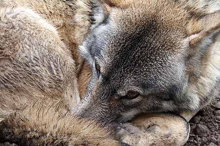 brown wolf thumbnail