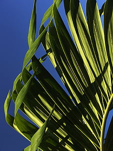 green linear leaf during daytime thumbnail