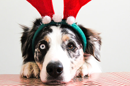 dog wearing reindeer headband thumbnail
