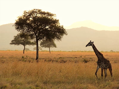 giraffe near to tree thumbnail