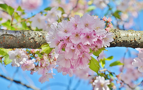 pink cherry blossoms in selective focus photography thumbnail