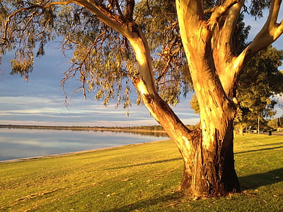 tree near calm body of water thumbnail