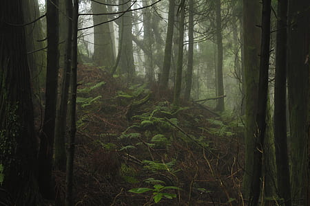 forest, green, tree, foggy, dark, nature thumbnail