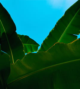 closeup photography of green banana tree during daytime thumbnail