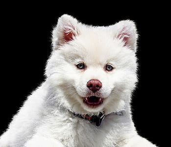 short-coated white dog photo thumbnail