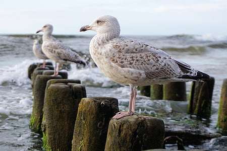 three seagulls on wood posts surrounded by ocean during daytime thumbnail