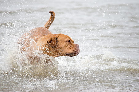 adult red oak French mastiff thumbnail