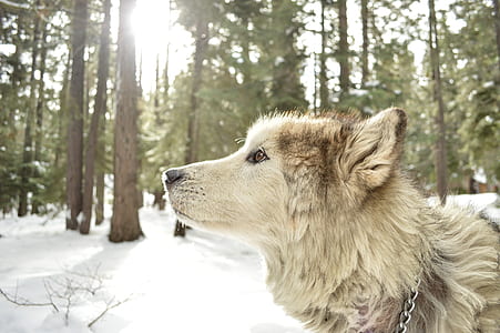 closed up photography of wolf thumbnail