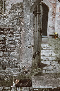black cat beside concrete building thumbnail
