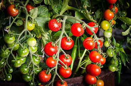 red and green cherry tomatoes in brown pot thumbnail