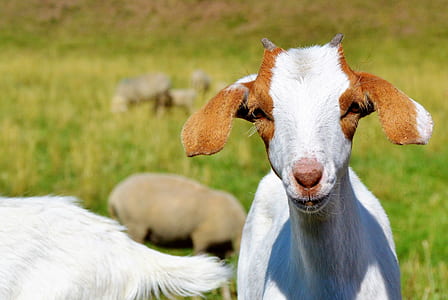 goat in shallow focus lens thumbnail
