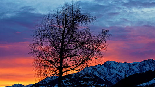 leafless tree with mountain horizon view thumbnail